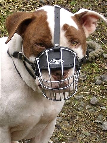 Get Amstaff Training Wire Cage Dog Muzzle