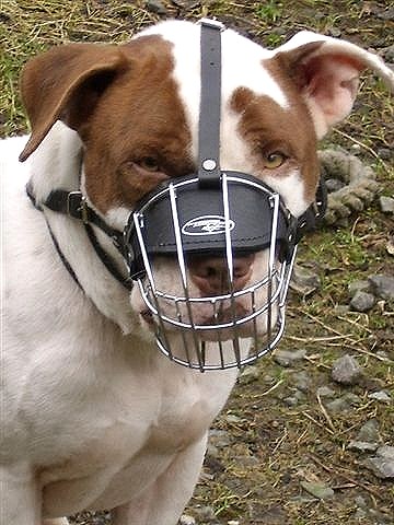 muzzle for american staffordshire terrier