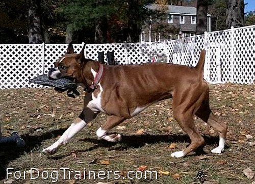 Kandu is being trained with Dog bite tug made of french linen