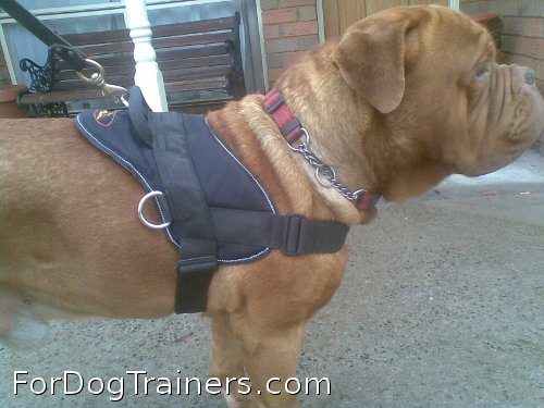 Spartion got exited when he received - All Weather Extra Strong Nylon Harness - H6