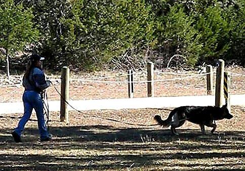 Any Weather Nylon Dog Leash for Tracking/Training/Walking