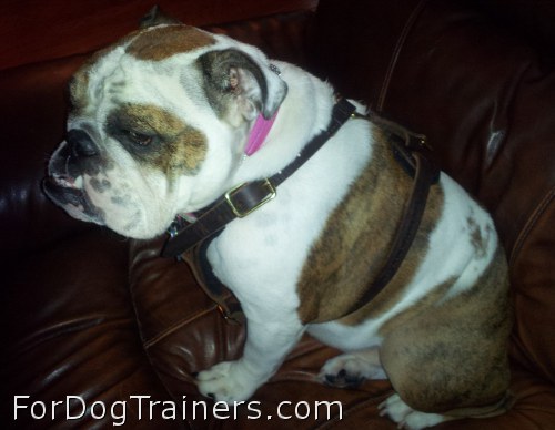 Miss bella in Agitation / Protection / Attack Leather Dog Harness