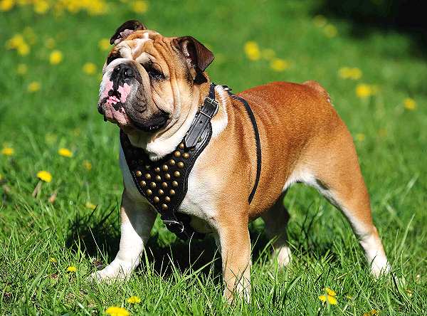 English bulldog leather harness shop