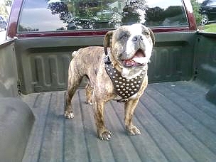 Studded Walking dog harness made of leather And Created To Fit English Bulldog and similar breeds - product code H15