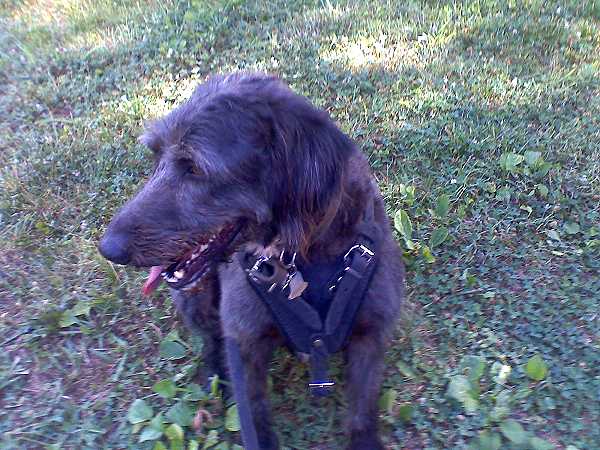 Fratz wearing our exclusive Agitation / Protection / Attack Leather Dog Harness H1