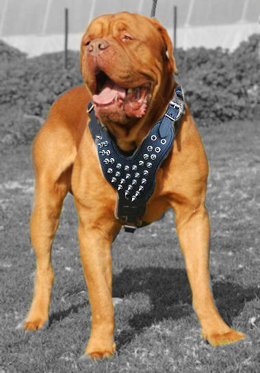 Dogue De Bordeaux Spiked Dog Harness-French mastiff dog harness - Click Image to Close
