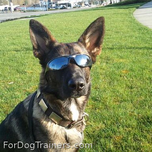 Petra is fantastic in this Gorgeous Blast War Dog Leather Collar