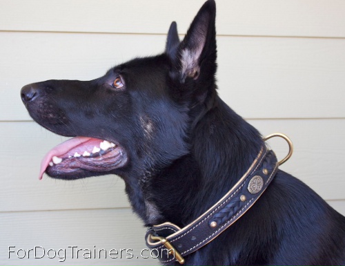 Alois got cool gift the Royal Nappa Padded Hand Made Leather Dog Collar - Fashion Exclusive Design - code C43