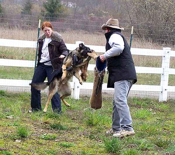 Extra Strong Leather Dog Harness for Big German Shepherd Dog