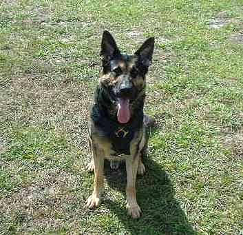 Soft Padded German Shepherd Leather Dog Harness for Agitation Training