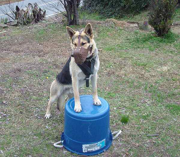 Leather dog muzzle "Dondi" style - M5_1