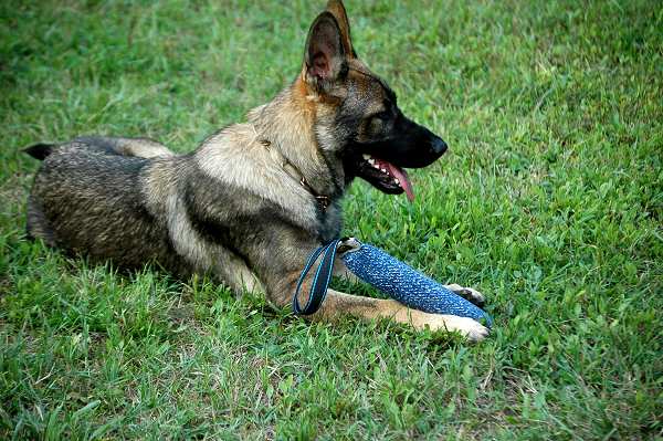 German Shepherd Synthetic French Linen Bite Dog Tug 12 inch x 2 inch with Handle