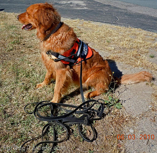 Lacie is pleased with L5 -Training,tracking leather dog leash (3/8")