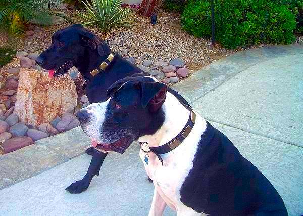 War Dog Leather Dog Collar - Like in the movies - c83