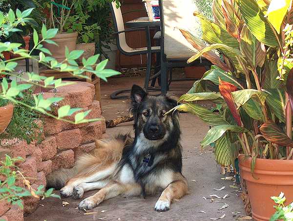 Grizzly looks great in our Royal Nappa Padded Hand Made Leather Dog Collar - Fashion Exclusive Design - code C43