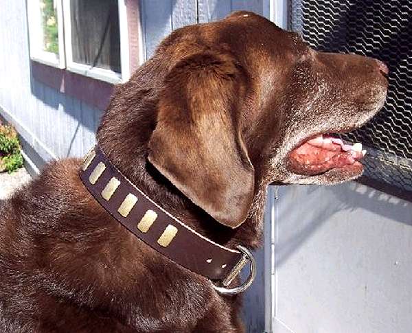 Gorgeous Wide Leather Dog Collar - Fashion Exclusive Design - Special33plates_2