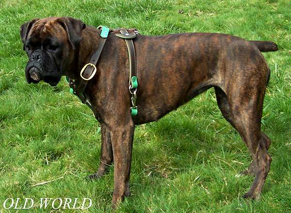 Tracking dog harness made of leather And Created To Fit Boxer H3_1