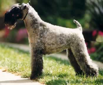 Kerry Blue Terrier Wire Basket Dog Muzzles Size Chart - Kerry Blue Terrier muzzle