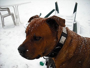 Gorgeous Knuckles is wearing our War Dog Leather Dog Collar - Like in the movies - c83