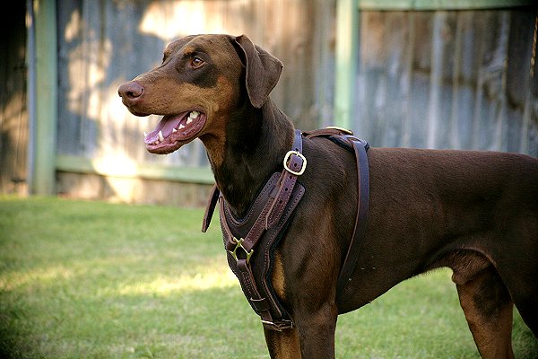Exclusive Luxurious Handcrafted Padded Leather Dog Harness Perfect for your Doberman H10