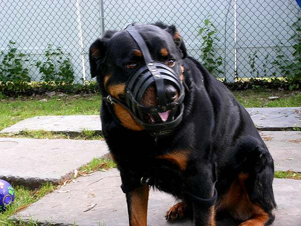 Everyday Light Weight Super Ventilation Rottweiler muzzle - product code M41_1