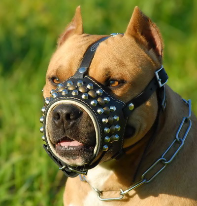 Royal Studded Leather Dog Muzzle - product code M62