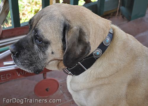 Lilly as a princess in Gorgeous Wide Black Leather Dog Collar - Fashion Exclusive Design - Special33bluestones