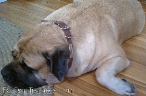 Sumo peacefully rests in new Leather dog collar with id tag - c456