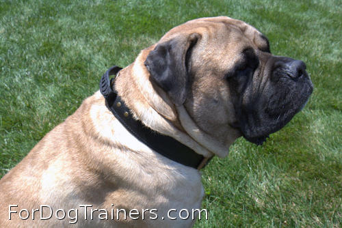 Montana looks splendid in 2 ply leather agitation dog collar with handle