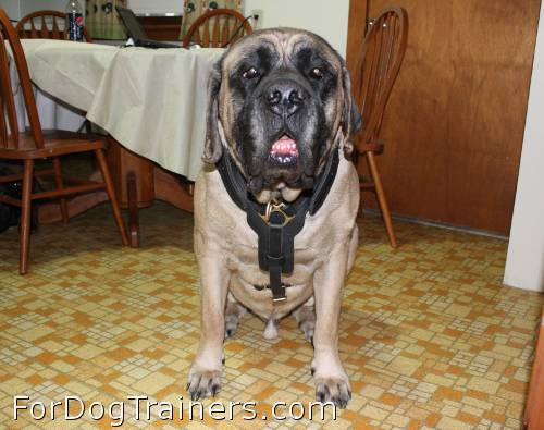 Good-looking dogs wearing Exclusive Luxurious Handcrafted Padded Leather Dog Harness