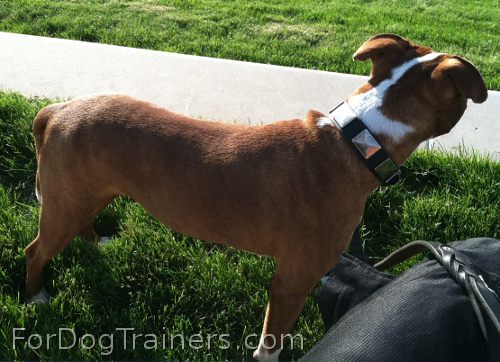 Okee can't but appreciate Gorgeous War Dog Leather Collar - Like in the movies - c83