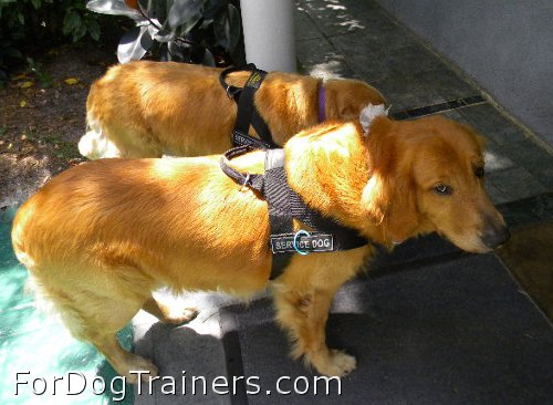 Shy dog wearing Better control everyday all weather dog harness - H17 - Click Image to Close