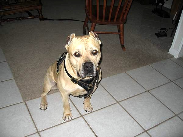 Great looking Pit bull wearing our Luxury handcrafted leather dog harness H3