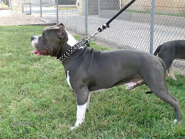 pitbull leather collars