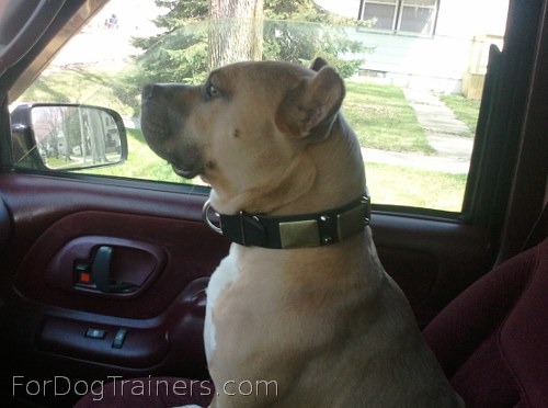 Buddy has a proud look wearing Gorgeous War Dog Leather Collar