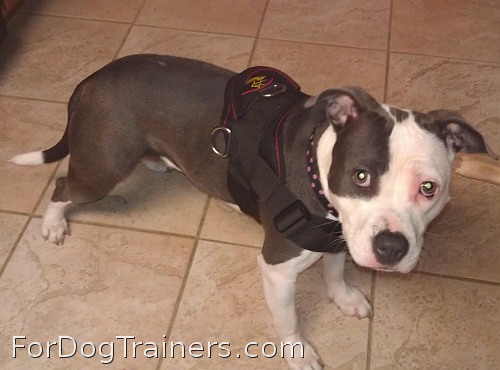 Missy looks cute wearing Designed to fit Pitbull - H6 All Weather dog harness for tracking / pulling