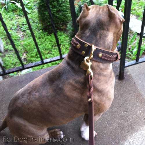 Tiger presents favorite Gorgeous Wide 2 Ply Leather Dog Collar - Fashion Exclusive Design