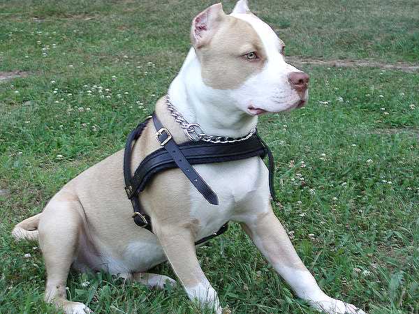 prong collars pinch collars dog training collars curogan collars chain dog collars fur saver collars choke dog collars herm sprenger collars