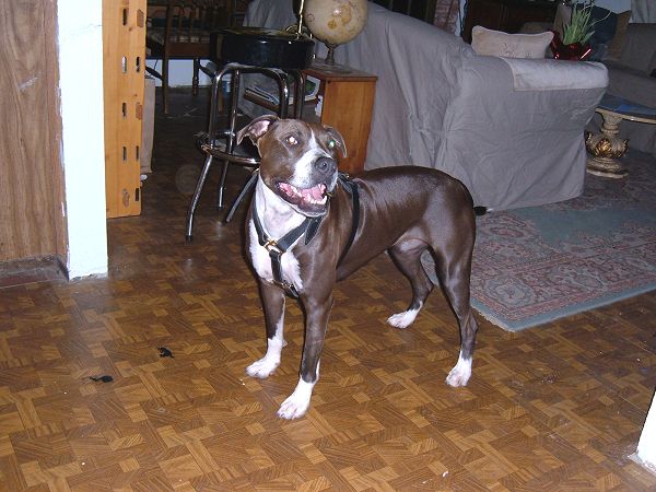 Luxury handcrafted leather dog harness made To Fit Pitbull H7_1