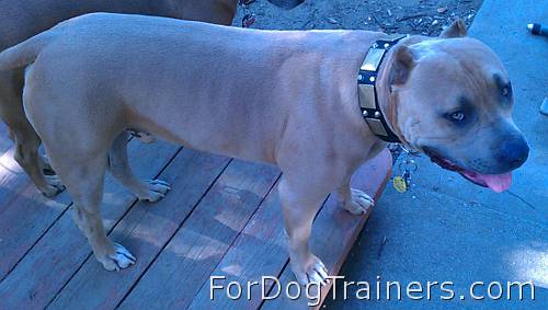 Pitbull looking Good in our Gorgeous War Dog Leather Dog Collar - C85