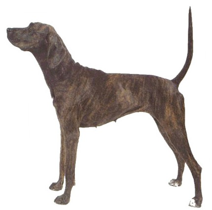 Plott Hound Wire Basket Dog Muzzles Size Chart - Plott Hound muzzle - Click Image to Close