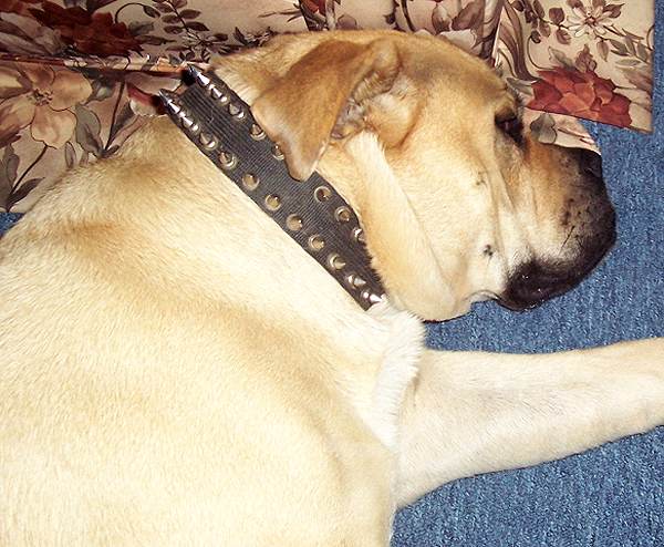 Black Nylon Spiked Dog Collar - Click Image to Close