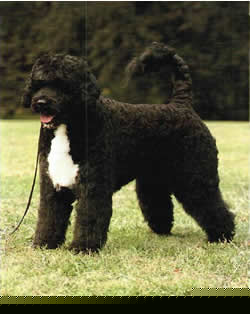 Portuguese Water Dog Wire Basket Dog Muzzles Size Chart - Portuguese Water Dog muzzle