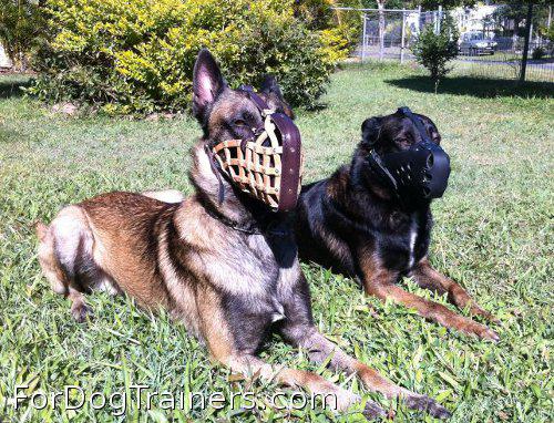 Restless dog in Police Style Muzzle