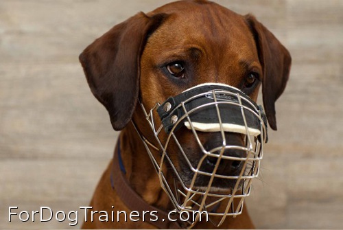 Maya is fancy in new Revolution Design Dog Muzzle - M9