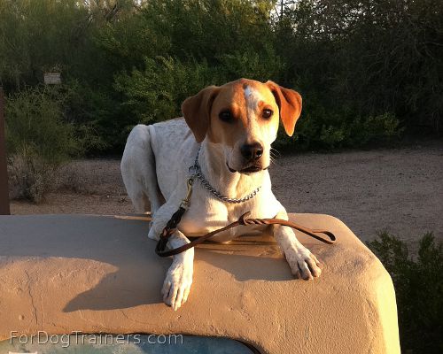 Riley has deserved a new Handcrafted leather dog leash for walking and tracking - L3-13mm