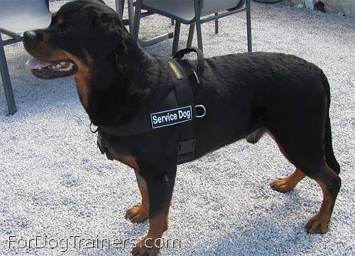 Ares is elegant in Better control everyday all weather dog harness - H17