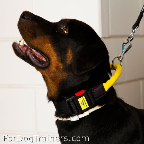 Smart Boss wearing Nylon dog collar with handle and quick release buckle