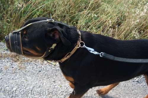 Mpouas is outstanding in Royal Nappa Leather Dog Muzzle - product code M88_2