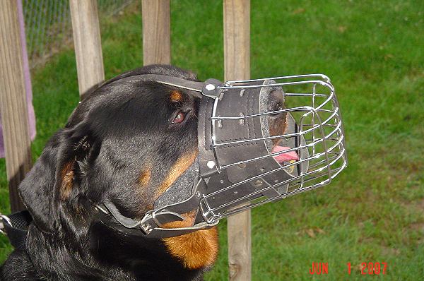 Basket wire dog muzzle with full around snout padding perfect for Rottweiler - M90